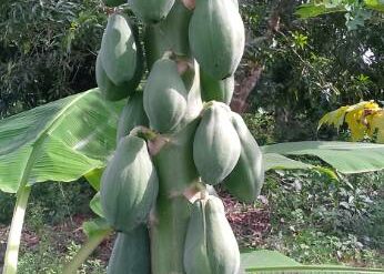 papay3