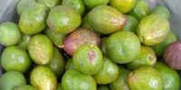 fruit1