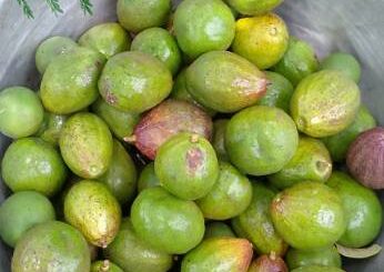 fruit1