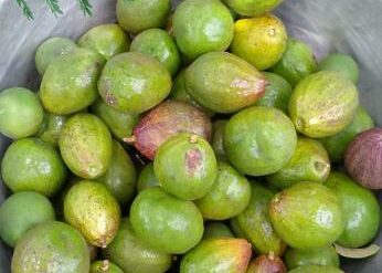 fruit1