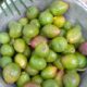 fruit1